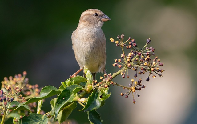 Feed Wild Birds Properly: Expert Tips for Optimal Nutrition