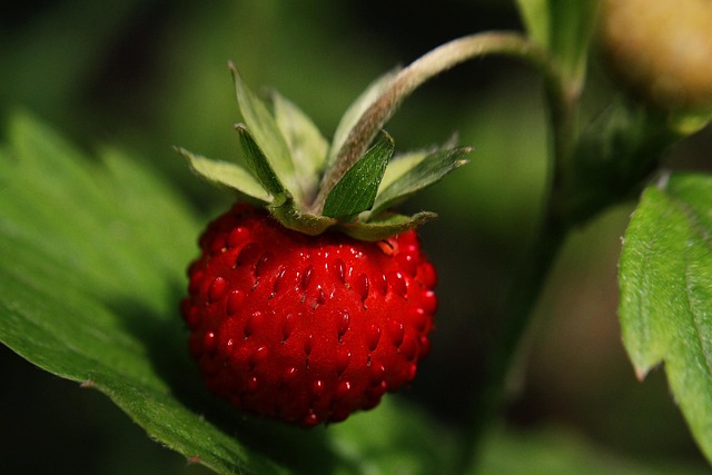 Nurture Summer Birds: Natural Treats &amp; Balanced Diet Guide