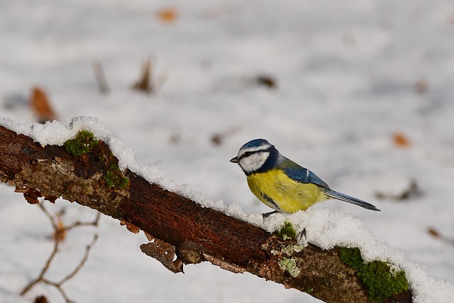 Summer Bird Feeding: UK Garden Guide to Thriving Feathers