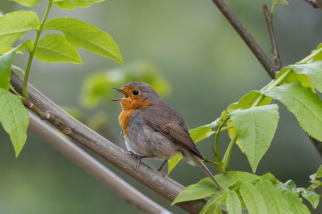 Unleash Birds' Joy: Best Cheap Bulk Bird Seed Guide