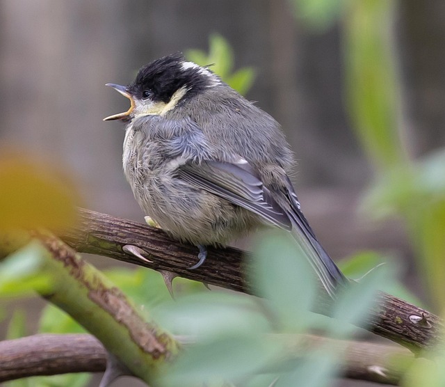 Nurturing Fledgling Birds: Dietary Guide from Nest to Table