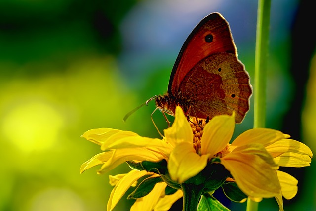 Affordable Ground Feeders: Attract Birds, Boost Conservation
