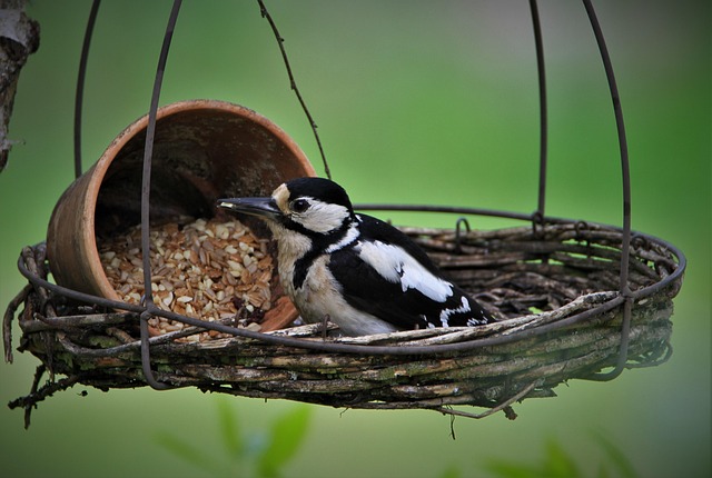 Attract Garden Birds with Top UK Food Seeds