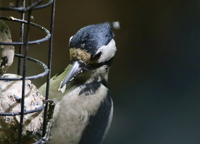 Maximizing Bird Attraction: Freestanding Feeder Pros