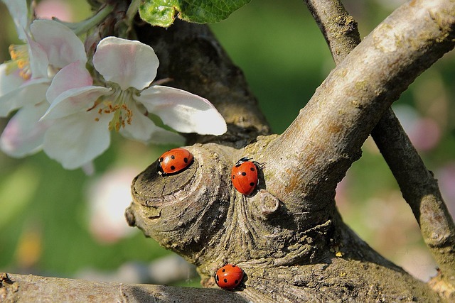 Top Bird Food Picks: Navigating UK Markets for Your Feathered Friend