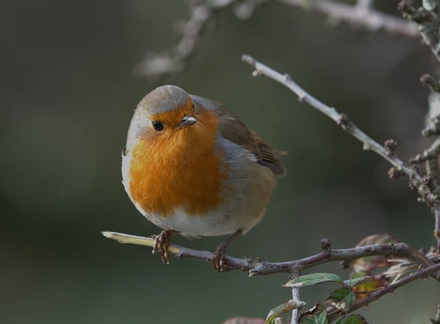 Guiding Natural Robin Food Preferences at Home