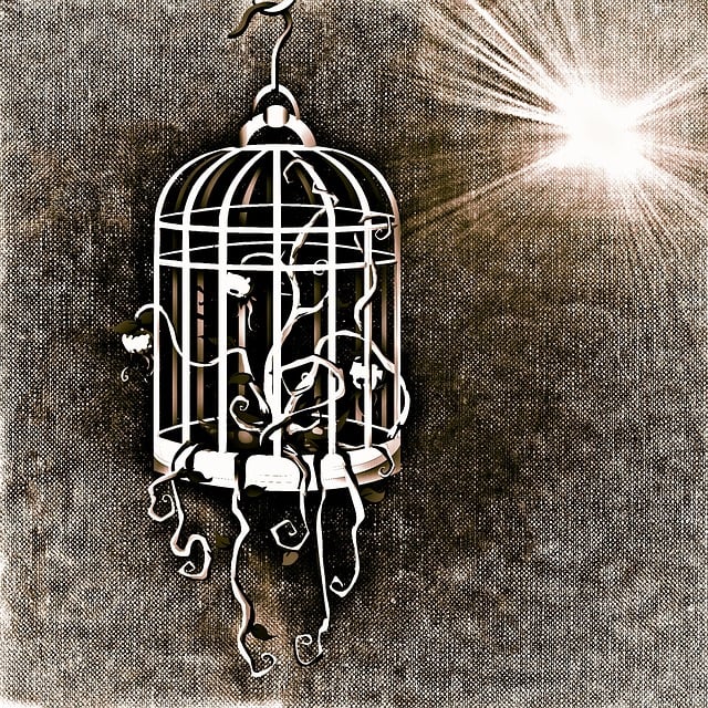 Master Pigeon Proof Bird Feeders: Keep Pests at Bay