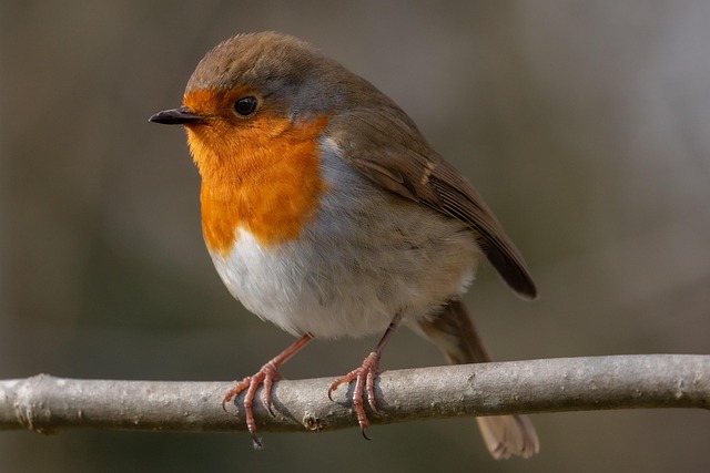 Feed Garden Birds: Safe Natural Foods & Diverse Treats