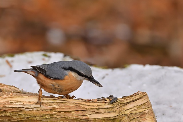 Transform Your Garden: Top Bird Feeding Station Deals in the UK