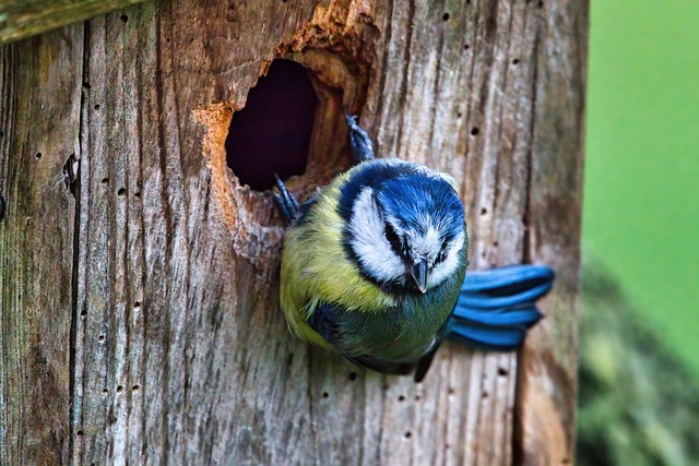 Unlocking Optimal Bird Nutrition: Avoiding Germination Issues