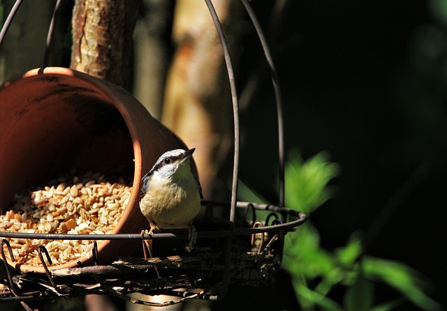 Boost Birds' Health: Suet Pellets with Mealworms Strategy