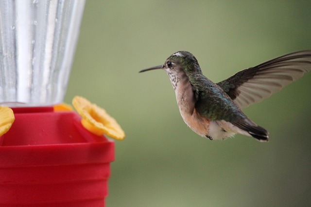 Bulk Suet Delivery: Nourish Birds Effortlessly at Home