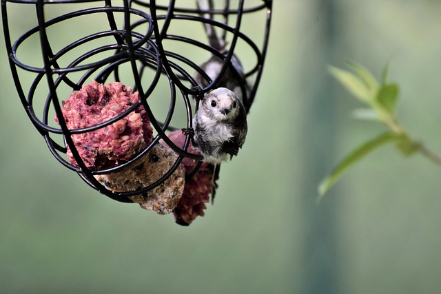Maximize Bulk Suet Pellets UK Purchase: Benefits and Storage Tips
