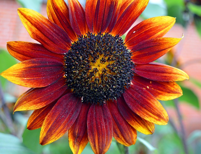 Bulk Buy Sunflower Hearts for Birds: Feed and Foster Nature's Guests