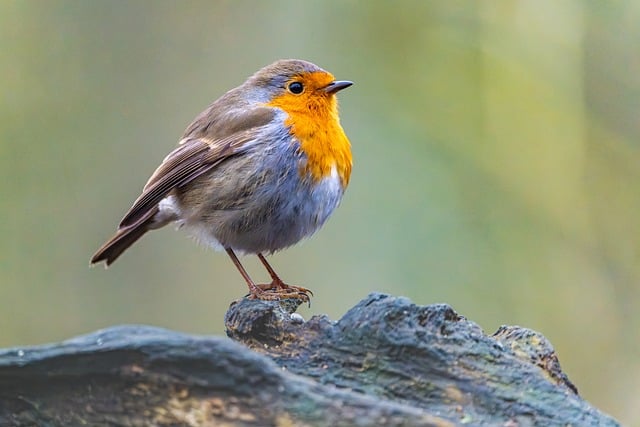 Attract Robins, Tits: Choose &amp; Place Best Suet Pellets