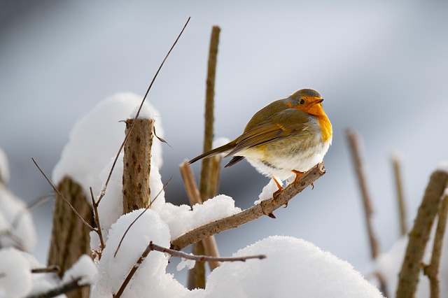 Top Picks &amp; Online Sources for Healthy Bird Peanuts
