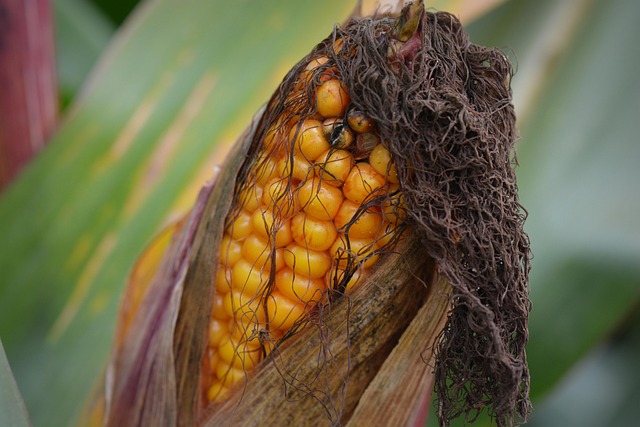 Bird Seed Guide: UK Species &amp; Optimal Nutrition Types