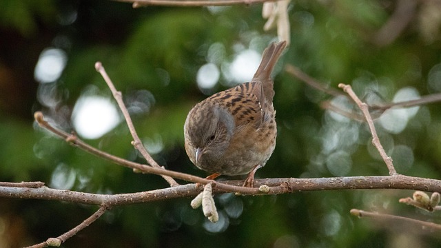 Nourishing Common Garden Birds: Natural Food Choices