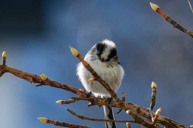 Unveiling Britain's Avian Wonders: Iconic Birds Revealed