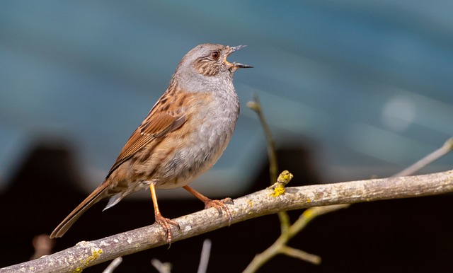 Common Garden Birds UK: A Guide to Friendly Feathered Neighbors