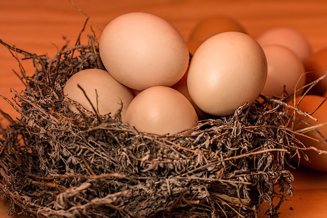 Seasonal Care: Best Bird Box Locations &amp; Maintenance Tips