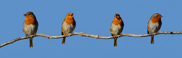 Unveiling Robin Lifespans: Secrets to UK Longevity