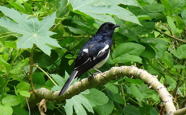 Unveiling Robin Lifespan: Nature's Resilient Secrets Uncovered