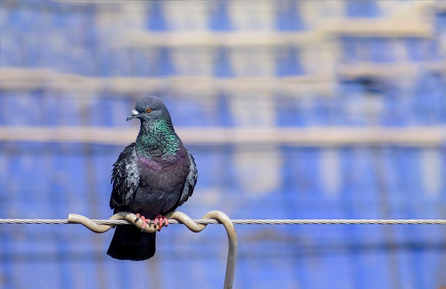 Nourishing Wild Birds: Best Feeding Methods Unveiled