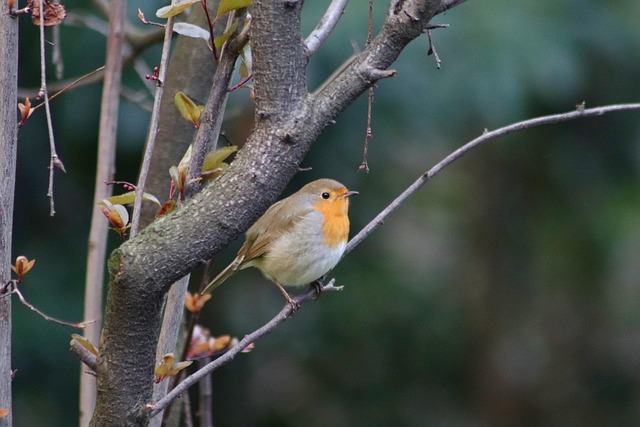 Winter Bird Feeding: Natural Solutions for Year-Round Care