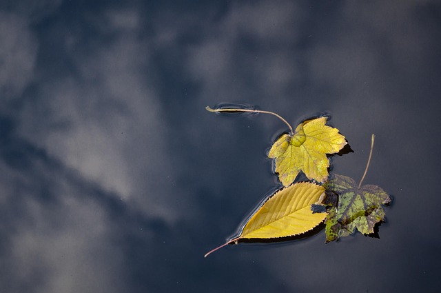 Feed Autumn Birds: UK Seasonal Foods &amp; Station Setup Guide