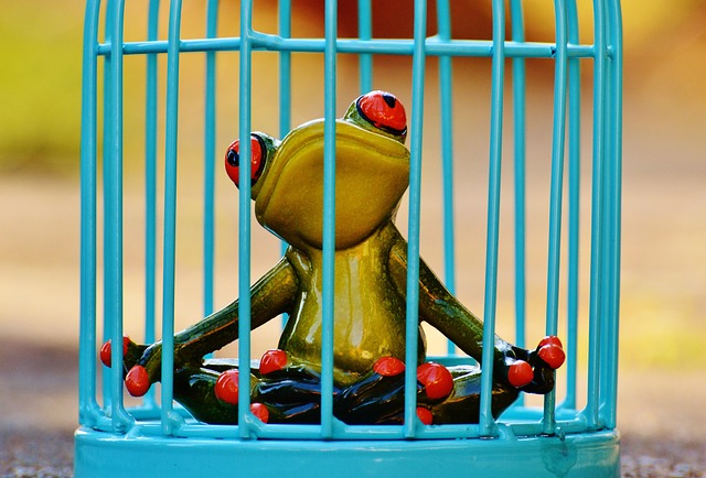 Caged Feeders: Deter Pigeons Naturally at Home