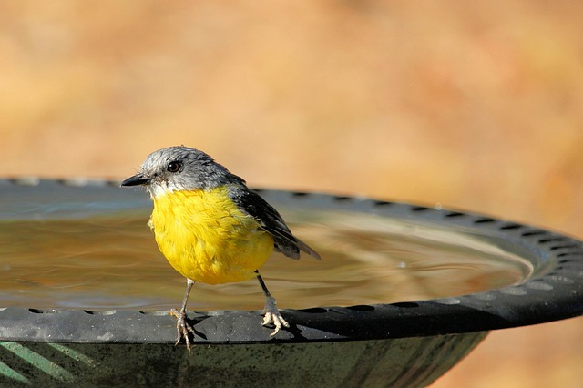 Genetics, Environment, and Robin Lifespan Secrets Unveiled
