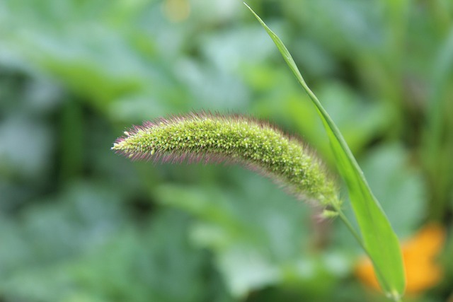 Unleash Birds' Joy: Best Cheap Bulk Seed Choices