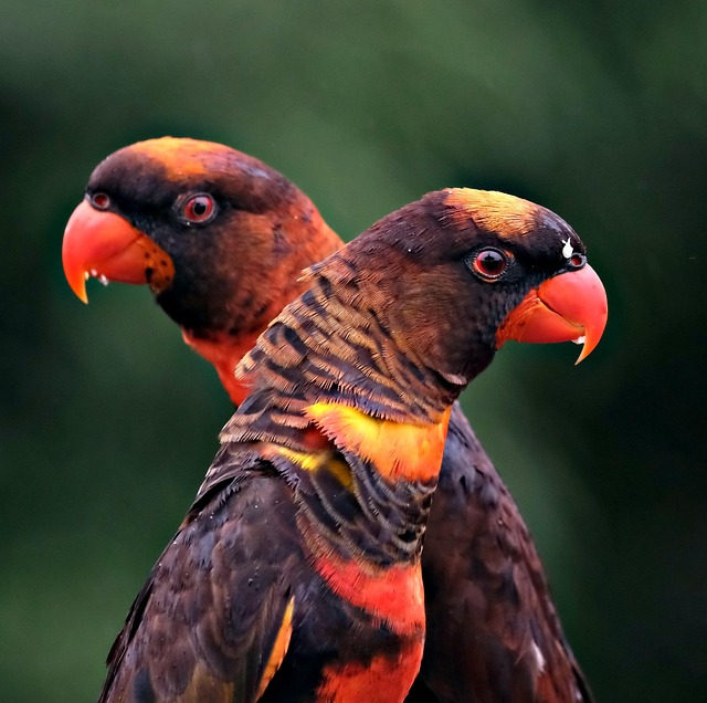 Uncovering Inexpensive Bird Seed in the UK