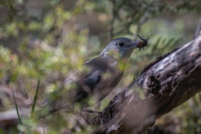 Nurturing UK Fledglings: Natural Foods for Healthy Growth