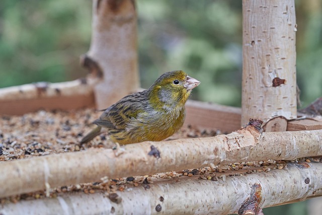 Setting Up a Caged Mealworm Feeder for Small Birds