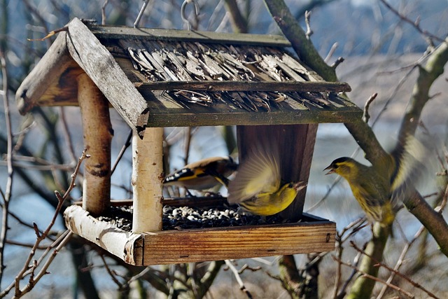 Feed Small Birds, Exclude Pigeons: Effective Feeder Strategies