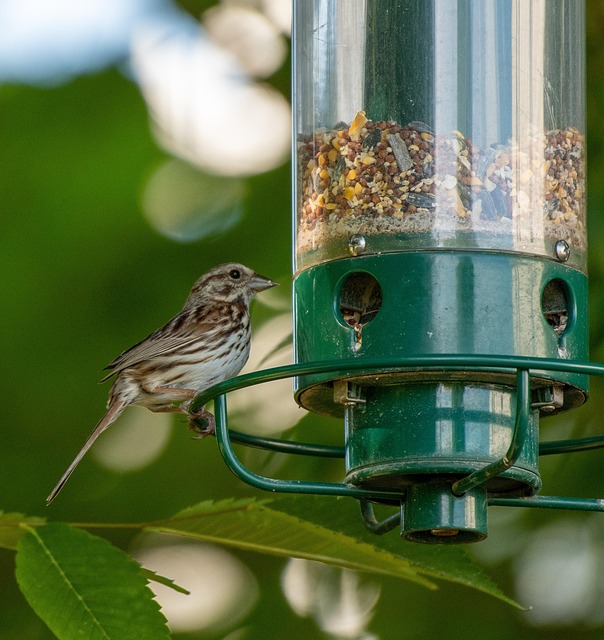 Winterize Your Yard: Attract Birds with Ground Feeder Setup