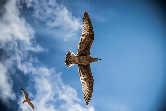 When Do Birds Stop Nesting UK: Recognizing Signs