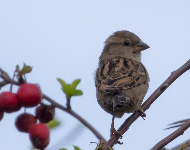 Setup Ground Bird Feeder UK: Attract &amp; Nurture Wild Birds