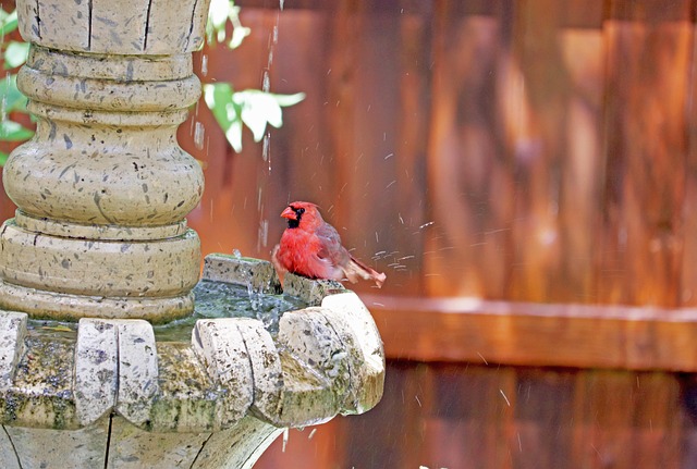 Enhance Your Garden: Top Bird Bath Picks for Happy Birds