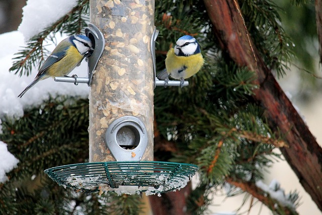 Mastering Suet Ball Bird Feeders UK: Setup, Tips &amp; Tricks