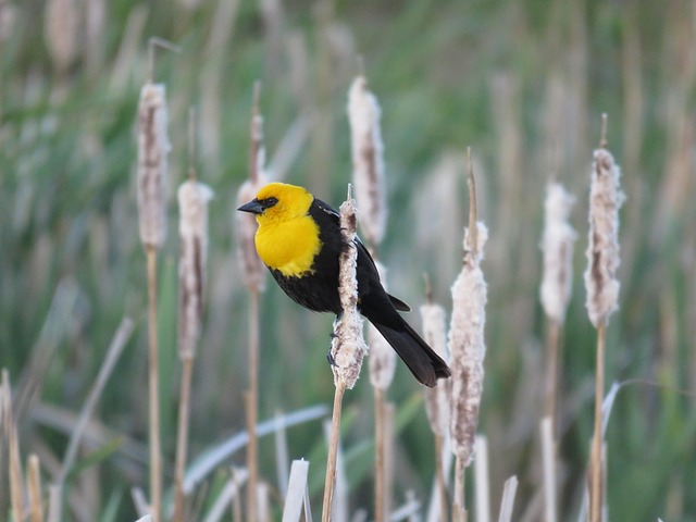 Nurturing Garden Birds: Nature's Diet and Planting Tips