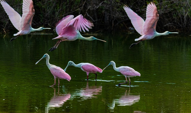 Unleash Bird Bliss: Top Wild Seed Mixes for All Seasons