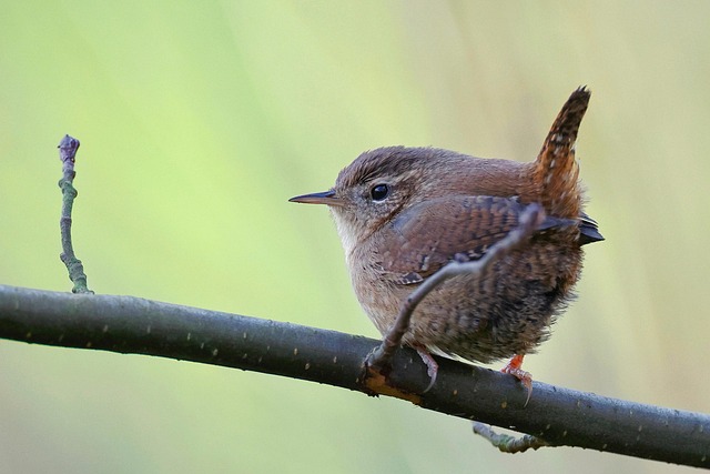 Unleash Your Inner Birder: UK Birdwatching Mastery