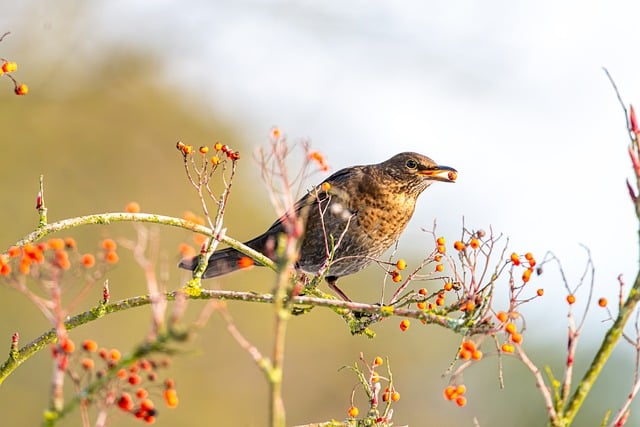 Shop Smart: Buy Bird Seed Online Safely &amp; Easily