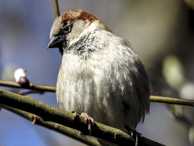 Spot Common Garden Birds: Seasonal Guide to Migration & Habitat