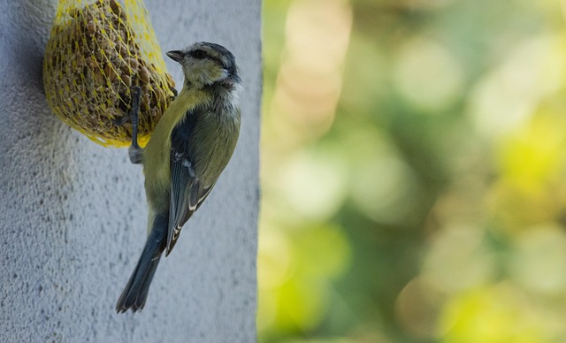 Winter Nutrition: Best Food for Robins UK