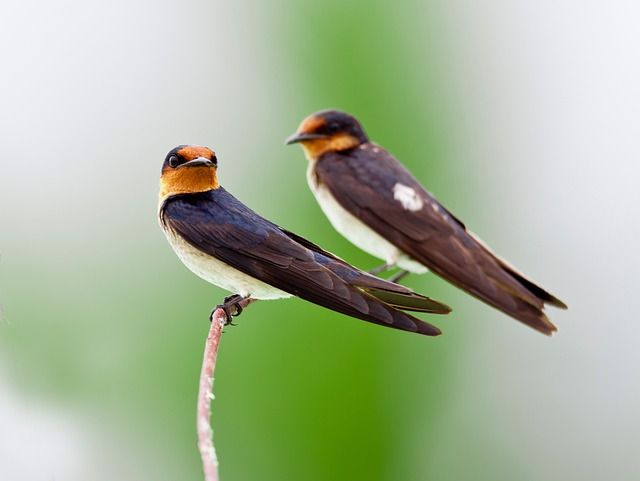 Attract Birds Year-Round: UK's Best Mealworm &amp; Seed Mix – Save Now!