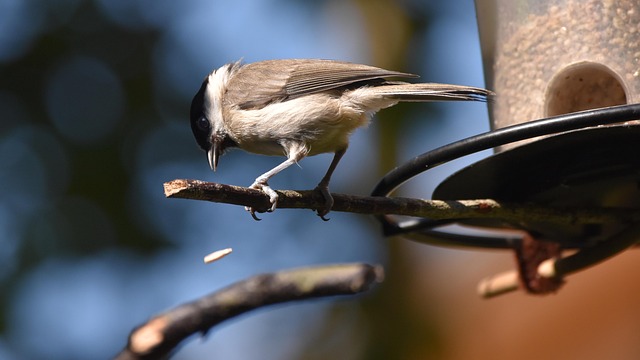 Attracting Birds: Which Species Regularly Eat Suet Pellets?